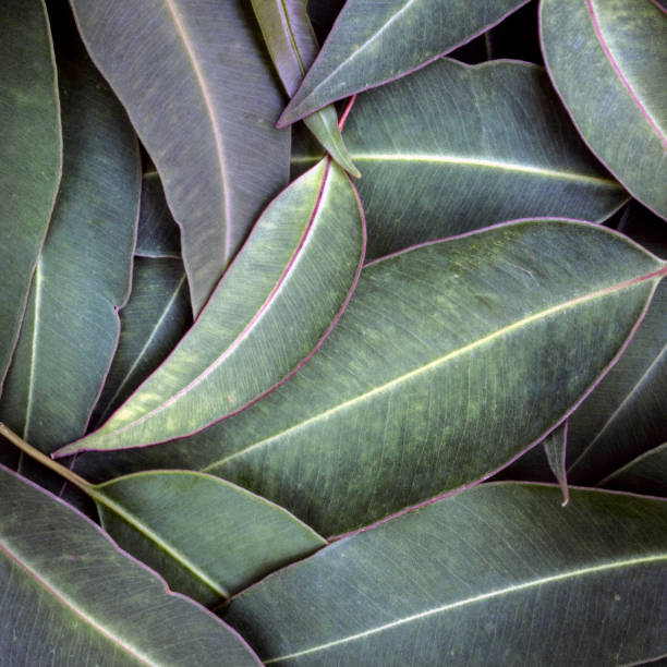 istock Eucalyptus Leaves Background Top View 881912400