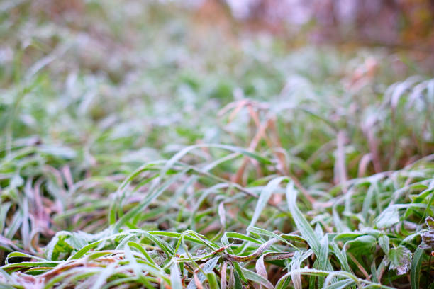 istock The first snow is lying on the grass 881947036