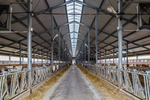 istock Modern barn for breeding of cows in free livestock stall 881949764