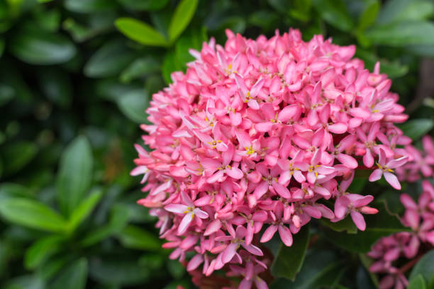 istock Pink Ixora in the park 881950216