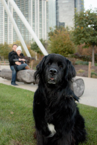 Young heterosexual couple outdoors with their dog