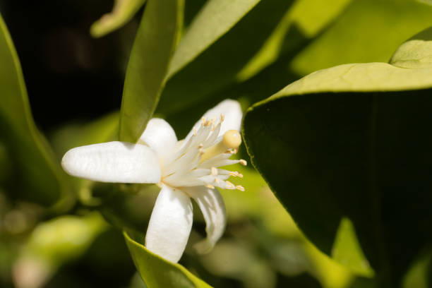 istock Flower of an orange tree 881955572