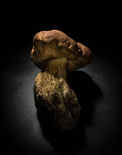 istock Leccinum mushroom in the dark 881956316