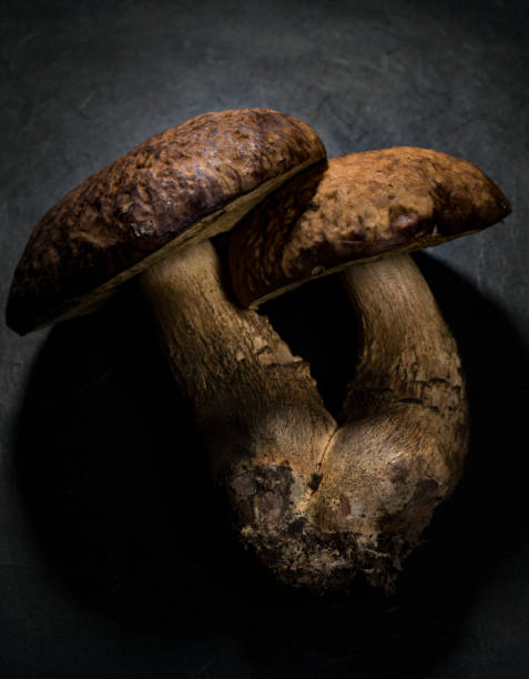 istock Leccinum mushroom in the dark 881956322
