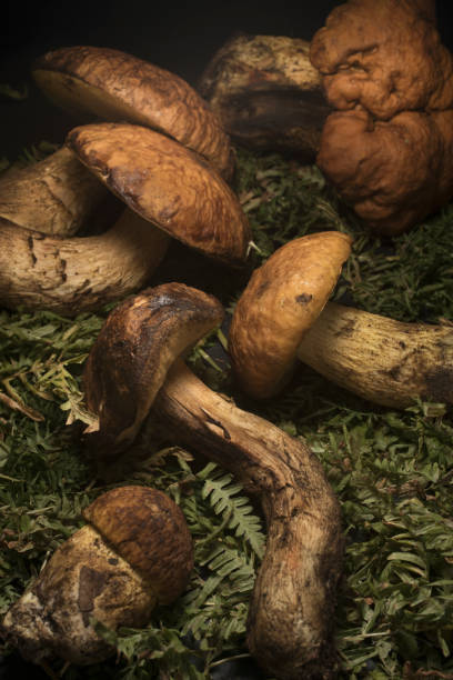 istock Leccinum mushrooms on green leaves 881956360
