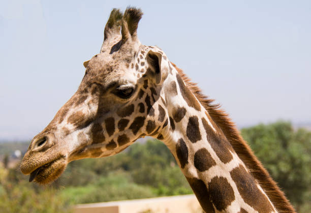 istock giraffe head in the park 881959458