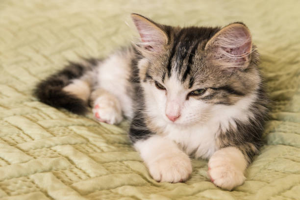istock tabby and white cat lying on green duvet 881962350