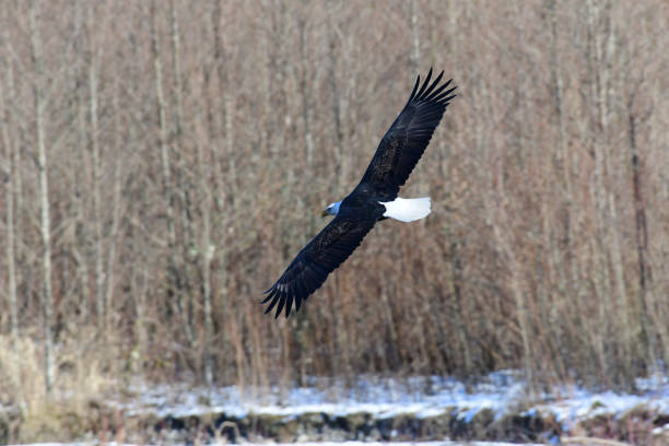 istock Eagle on Nooksack River in Northern Washington State. 881962562