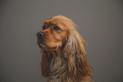 close-up of cocker spaniel isolated