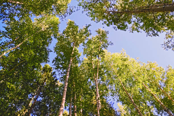 istock A summer day at the edge of the forest 881977262