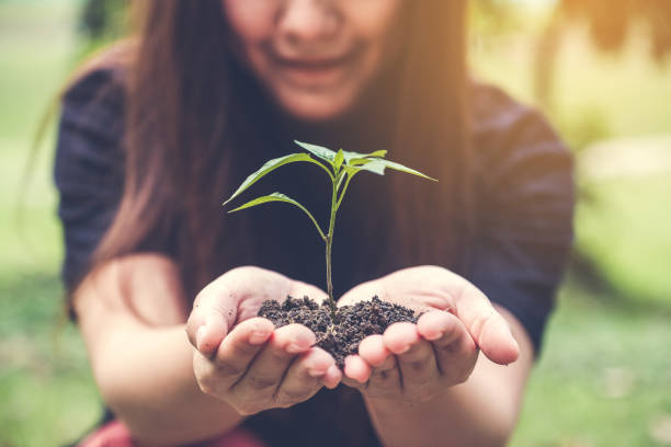istock Closeup image of woman's hands holding soil and small tree to glow with green background 881984280