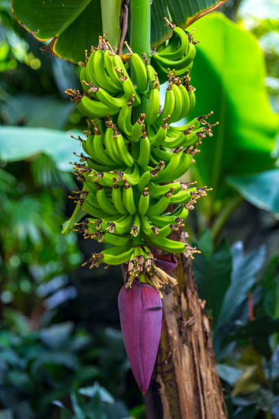 bananier - banana plantation green tree photos et images de collection