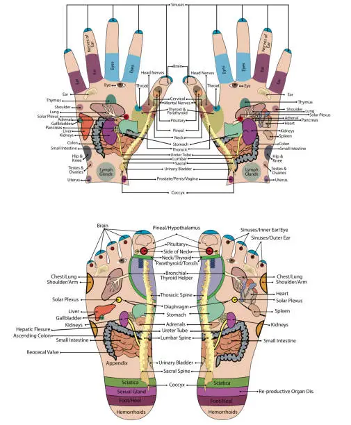 Vector illustration of Traditional alternative heal, Acupuncture - Foot and hand Scheme