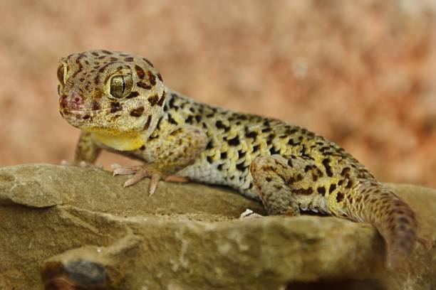 istock Tibetan Frog Eyed gecko Teratoscincus roborowskii standing on stone facing forward 882021820