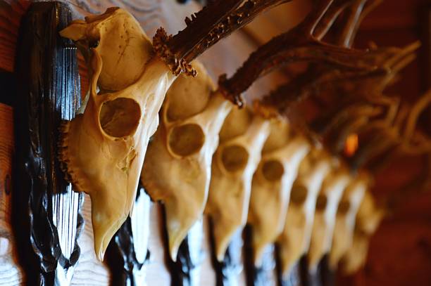 istock Several deer skull hunter trophys placed in a line on wall in dark wooden frames 882021890