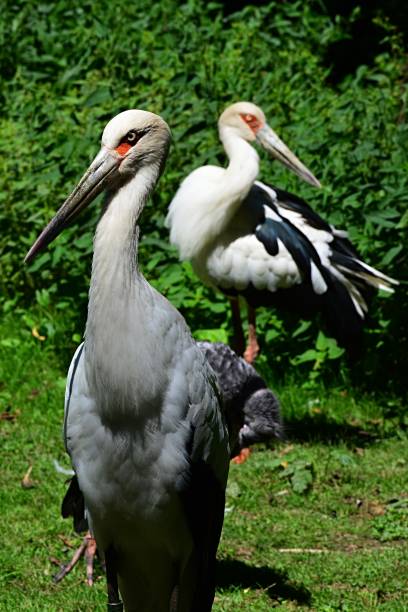 70+ Mycteria Cinerea Stock Photos, Pictures & RoyaltyFree Images iStock