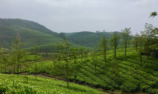 istock Tea plantation farm field 882024438