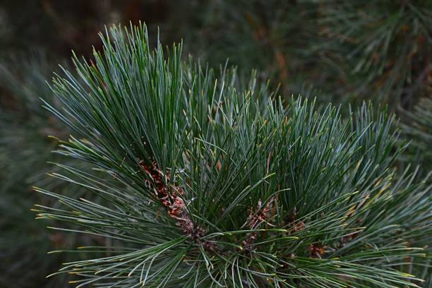 istock Tips of branches of coniferous tree Schwerin's Pine Pinus Schwerinii 882024686