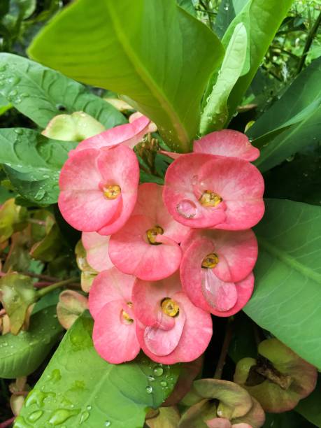 istock red Euphorbia milii flower 882025020