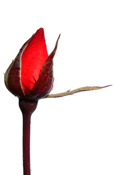 istock Evolving bud of red rose Piccolo, Tantau 1984, white background 882025174