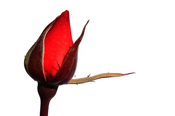 Evolving bud of red rose Piccolo, Tantau 1984, white background