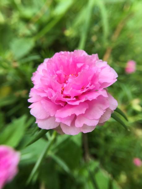 istock pink portulaca oleracea flower 882029276