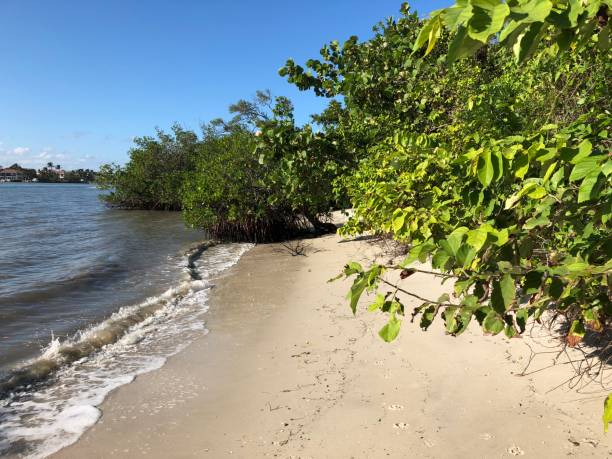 istock tropical trees on a secluded beach 882029610