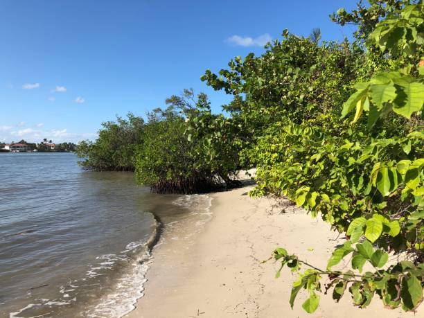 istock tropical trees on a secluded beach 882029626