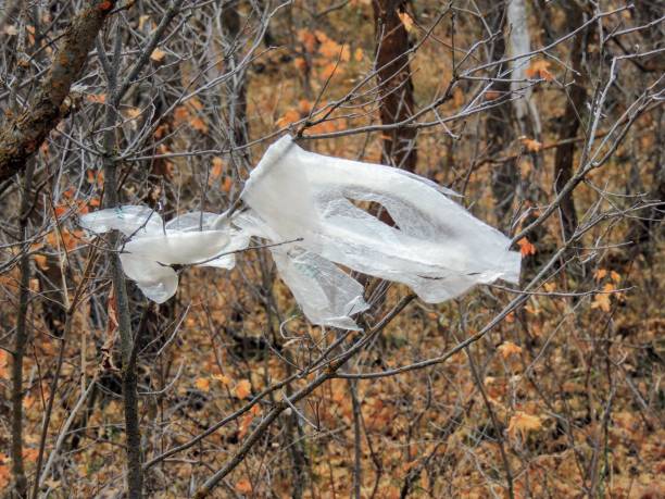 Litter, trash in the forest in late Fall on hiking trails through trees on the Yellow Fork and Rose Canyon Trails in Oquirrh Mountains on the Wasatch Front in Salt Lake County Utah USA.