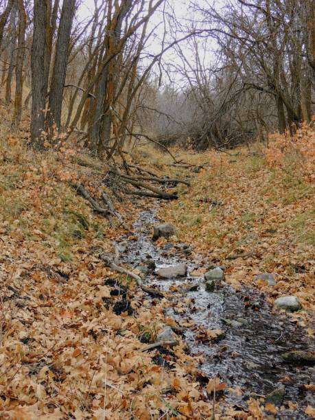 istock Late Fall forest stream close up, views hiking, biking, horseback trails through trees on the Yellow Fork and Rose Canyon Trails in Oquirrh Mountains on the Wasatch Front in Salt Lake County Utah USA. 882038588