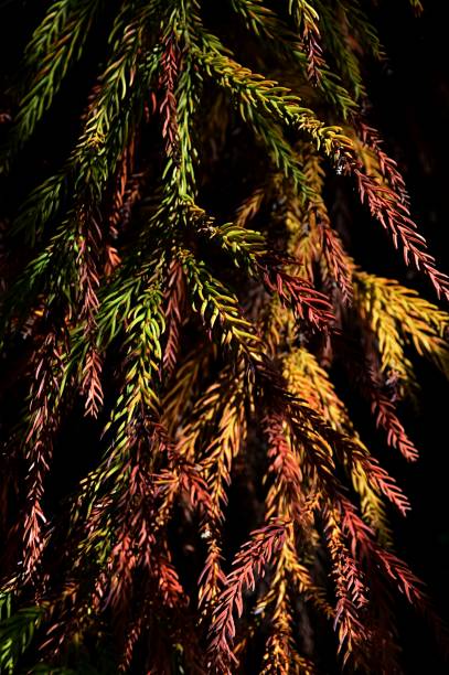 Fall colorful branches of coniferous tree Cryptomeria Japonica, also called Japanese Sugi Pine, Japanese Red-Cedar or simply Sugi, dark background Natural daylight cryptomeria stock pictures, royalty-free photos & images