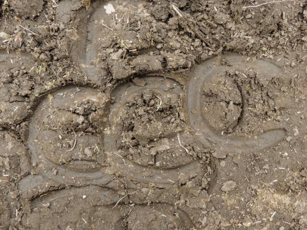 The trace of the hoof of a horse, close up, detailed, on the dirt horseback trails through trees on the Yellow Fork and Rose Canyon Trails in Oquirrh Mountains on the Wasatch Front in Salt Lake County Utah USA. la huella de la pezuña de un caballo, de cerca, detallado, sobre las rutas a caballo de suciedad a través de árboles en la horquilla amarilla y rosa cañón senderos en las montañas de oquirrh en el frente de wasatch en sal lake condado de utah usa.