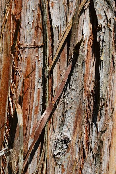 Longitudaly fissured bark wood tree texture of Sugi, latin name Cryptomeria Japonica Natural daylight cryptomeria stock pictures, royalty-free photos & images
