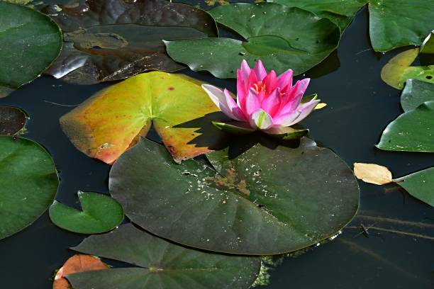 Pink water lily Nymphaea flower in in garden pond during autumn season with green and yellow leaves around Natural sunlight nymphaea stellata stock pictures, royalty-free photos & images