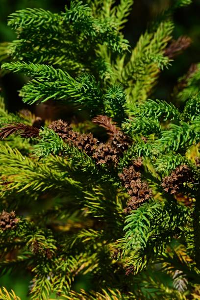 Cones of Sugi tree, latin name Cryptomeria Japonica during autumn season Natural sunlight cryptomeria stock pictures, royalty-free photos & images