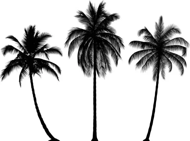 Vector illustration of Highly Detailed Palm Trees