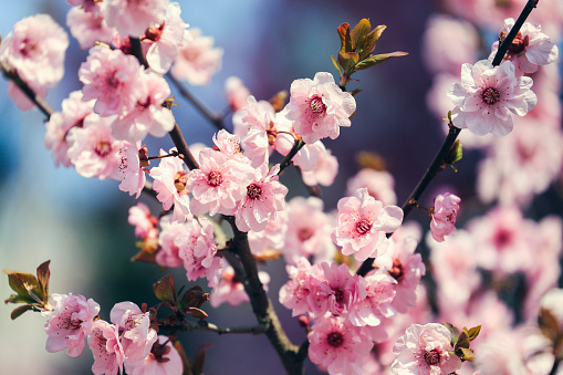 peach blossom