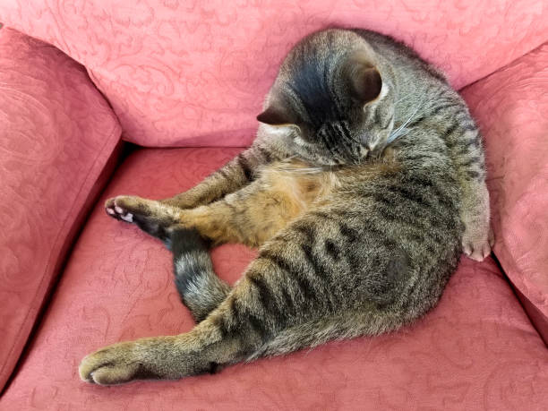 istock cat grooming fur in retro upholstered chair 882046434