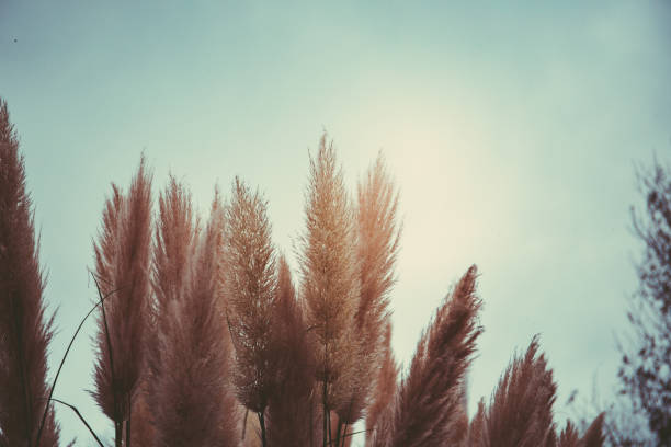istock Ornamental grass in the autumn 882050978