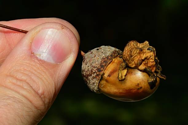 istock Abnormal structure on acorn of oak tree (Quercus family) called Acorn Knopper Gall, caused by gall wasp insect Andricus quercuscalicis, held in left hand, darker background. 882054504