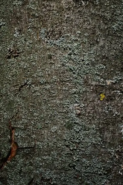 Photo of Bark wood texture of broadleaf horse-chestnut tree, also called conker tree, latin name Aesculus Hippocastanum