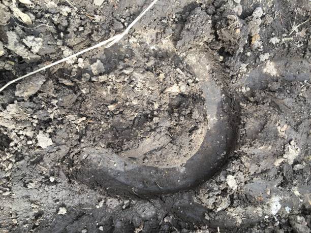 The trace of the hoof of a horse, close up, detailed, on the dirt horseback trails through trees on the Yellow Fork and Rose Canyon Trails in Oquirrh Mountains on the Wasatch Front in Salt Lake County Utah USA. la huella de la pezuña de un caballo, de cerca, detallado, sobre las rutas a caballo de suciedad a través de árboles en la horquilla amarilla y rosa cañón senderos en las montañas de oquirrh en el frente de wasatch en sal lake condado de utah usa.