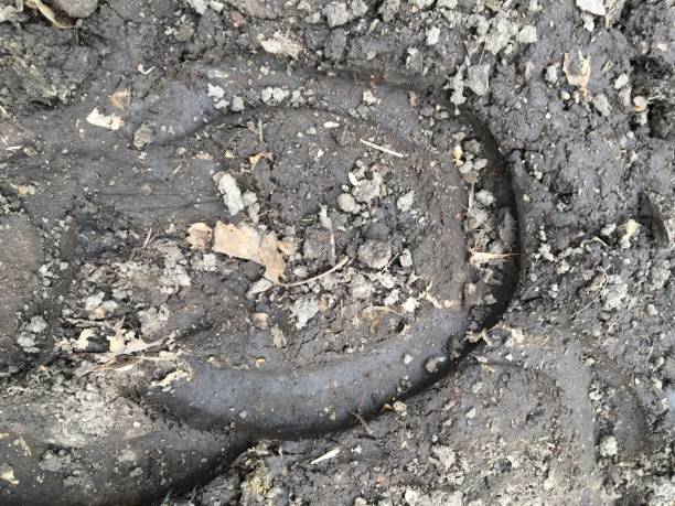 The trace of the hoof of a horse, close up, detailed, on the dirt horseback trails through trees on the Yellow Fork and Rose Canyon Trails in Oquirrh Mountains on the Wasatch Front in Salt Lake County Utah USA. la huella de la pezuña de un caballo, de cerca, detallado, sobre las rutas a caballo de suciedad a través de árboles en la horquilla amarilla y rosa cañón senderos en las montañas de oquirrh en el frente de wasatch en sal lake condado de utah usa.
