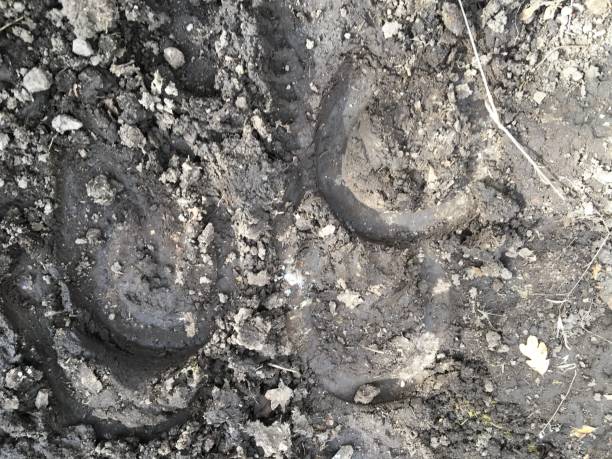 The trace of the hoof of a horse, close up, detailed, on the dirt horseback trails through trees on the Yellow Fork and Rose Canyon Trails in Oquirrh Mountains on the Wasatch Front in Salt Lake County Utah USA. la huella de la pezuña de un caballo, de cerca, detallado, sobre las rutas a caballo de suciedad a través de árboles en la horquilla amarilla y rosa cañón senderos en las montañas de oquirrh en el frente de wasatch en sal lake condado de utah usa.