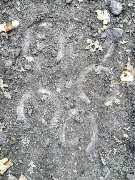The trace of the hoof of a horse, close up, detailed, on the dirt horseback trails through trees on the Yellow Fork and Rose Canyon Trails in Oquirrh Mountains on the Wasatch Front in Salt Lake County Utah USA. la huella de la pezuña de un caballo, de cerca, detallado, sobre las rutas a caballo de suciedad a través de árboles en la horquilla amarilla y rosa cañón senderos en las montañas de oquirrh en el frente de wasatch en sal lake condado de utah usa.