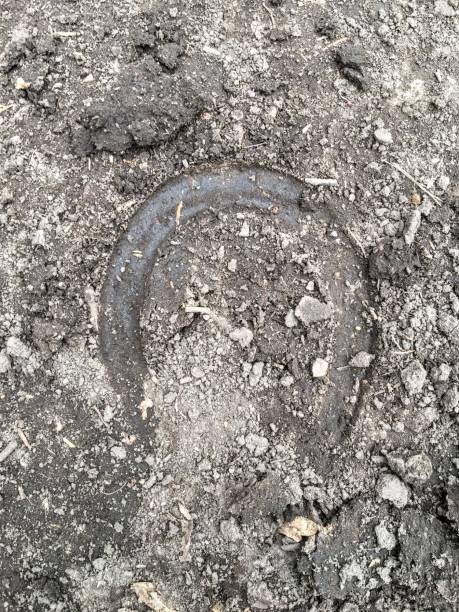 The trace of the hoof of a horse, close up, detailed, on the dirt horseback trails through trees on the Yellow Fork and Rose Canyon Trails in Oquirrh Mountains on the Wasatch Front in Salt Lake County Utah USA. la huella de la pezuña de un caballo, de cerca, detallado, sobre las rutas a caballo de suciedad a través de árboles en la horquilla amarilla y rosa cañón senderos en las montañas de oquirrh en el frente de wasatch en sal lake condado de utah usa.