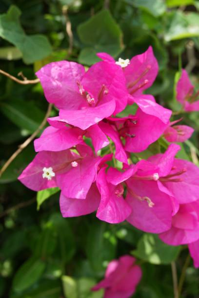 istock Bougainvillea flower 882060190