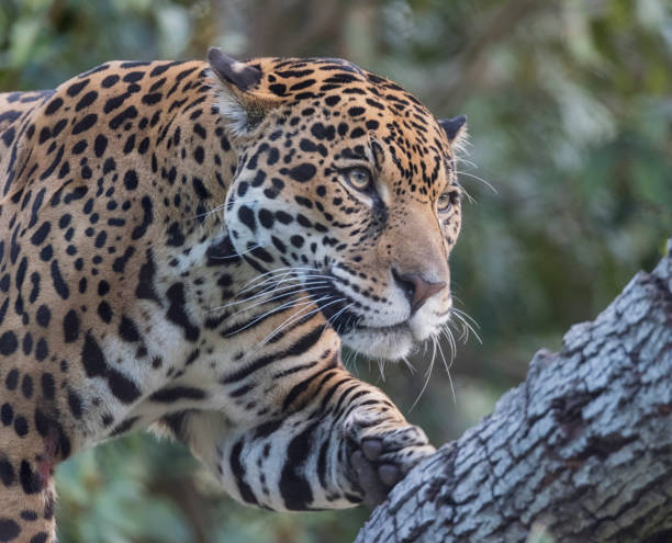istock Spotted Jaguar in the grass 882063194
