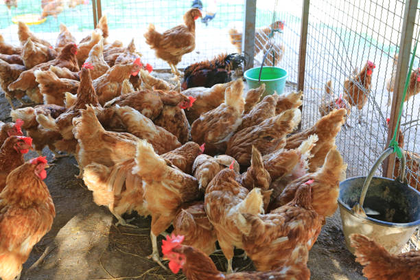istock chickens in the farm. 882063358