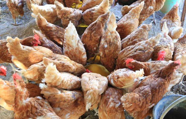 istock chickens in the farm. 882063524